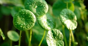 Madagascar Centella