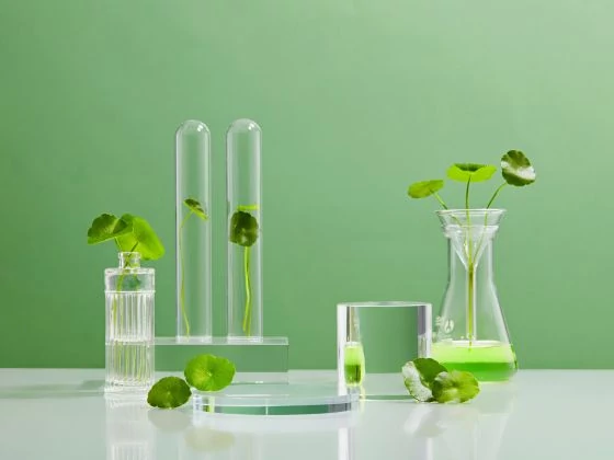 Miért szeretjük annyira a Centella Asiatica-t? Ázsiai gázló a bőrápolásban